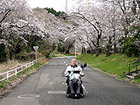神奈リハ外周道路沿いの桜