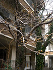 福祉棟前の桜